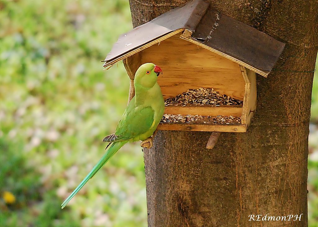 Ospite alla mia mangiatoia